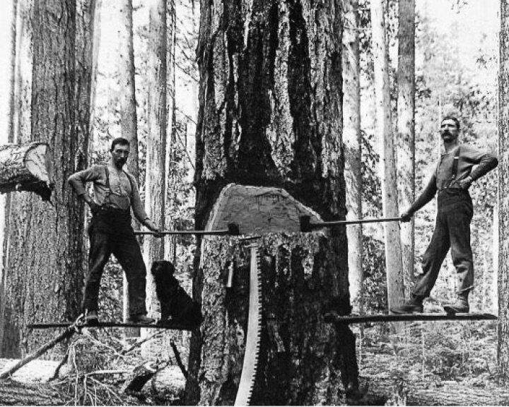 Lumberjacks in British Columbia, circa 1895.